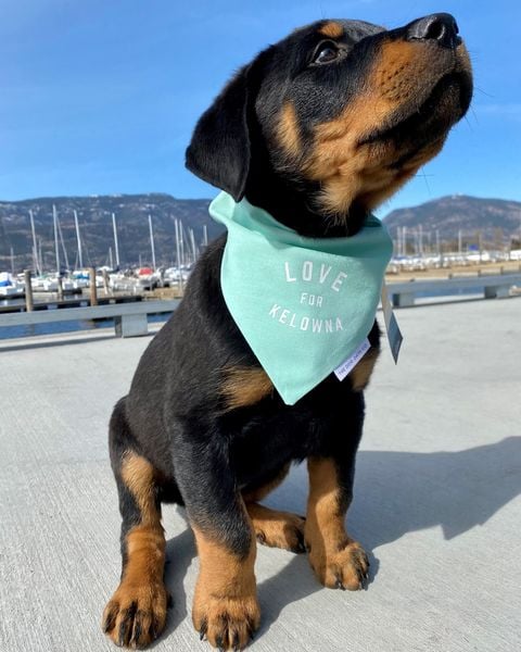 </who>Even a cute pup can get in on the 'Love for Kelowna' merch.