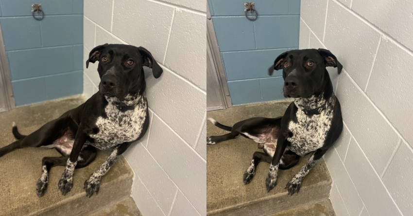 Furever Home Finder: Forest