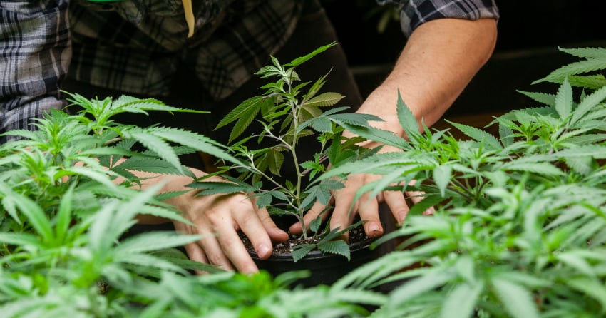 Here are the 3 best cannabis stores in Kamloops, as voted by you