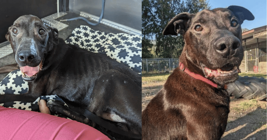 Emaciated dog found in Okanagan backcountry thriving in BC SPCA care