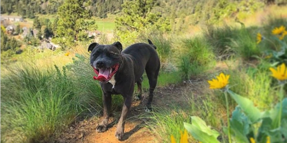 PHOTOS: Woof Wednesday Vol.18