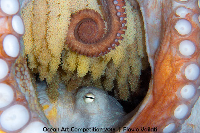 <who>Photo Credit: 2018 Ocean Art Underwater Photo Competition</who>