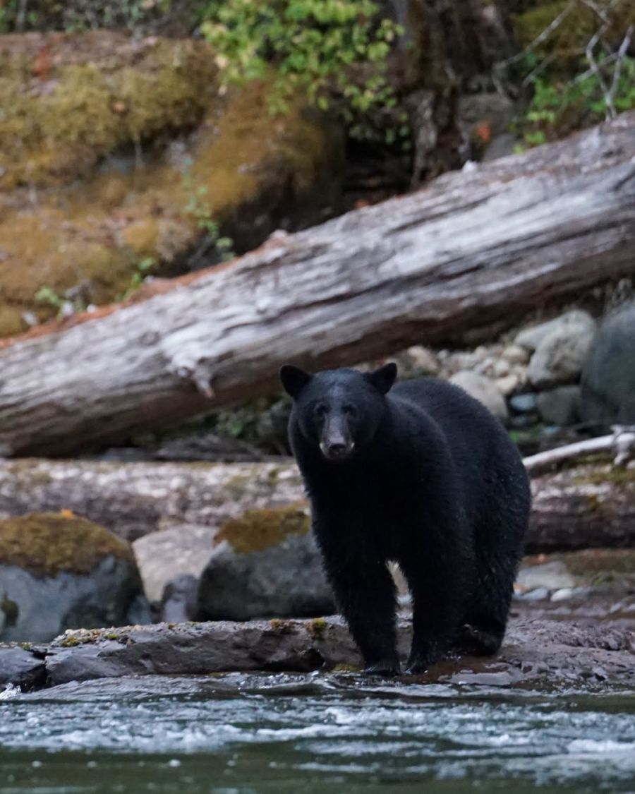 <who>Photo Credit: BC Parks/Facebook