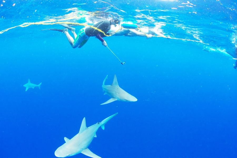 </who>One Ocean Diving & Research takes tourists to snorkel and free dive with sharks off the North Shore of the Hawaiian island of Oahu.