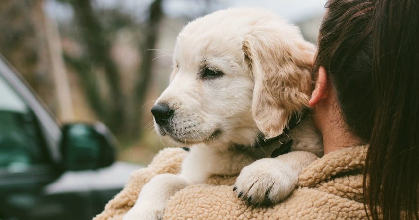 House training tips for your new puppy or rescue dog