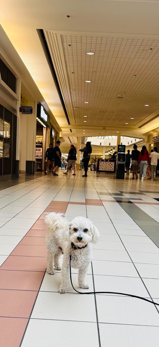 </who>Benji enjoys a walk at Orchard Park Shopping Centre.