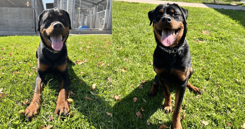 Furever Home Finder: Hank