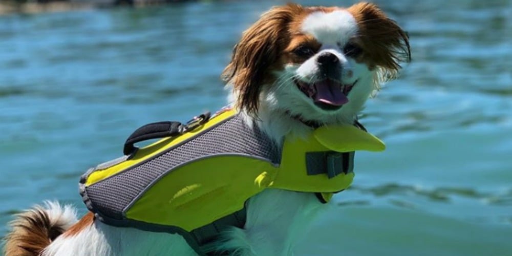 PHOTOS: Woof Wednesday Vol.30