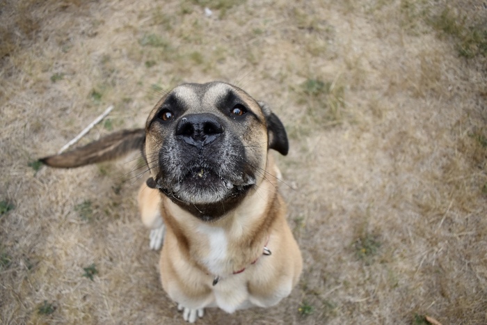 Furever Home Finder: Brodie 