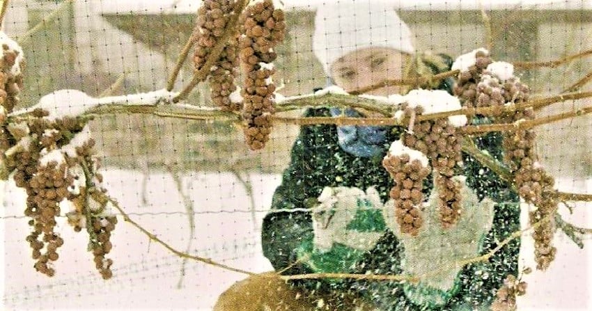 Ice wine grape harvest begins in earnest