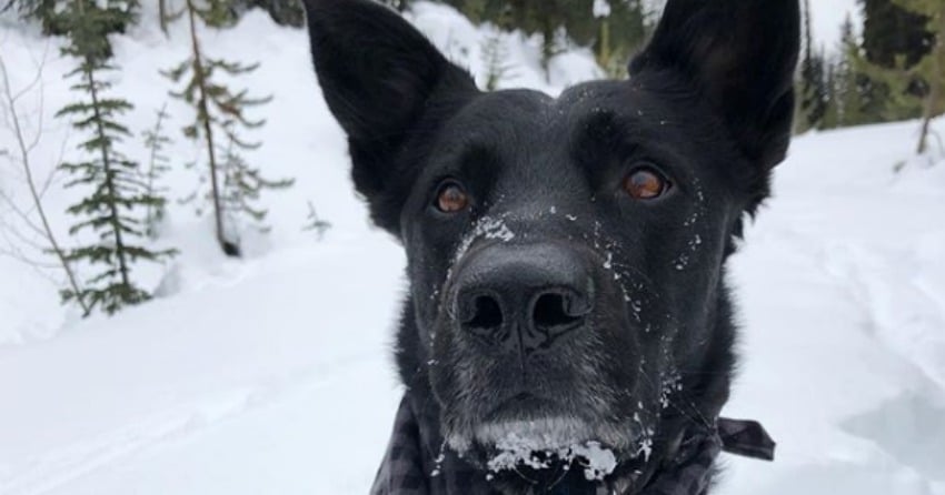 PHOTOS: Woof Wednesday Vol.9