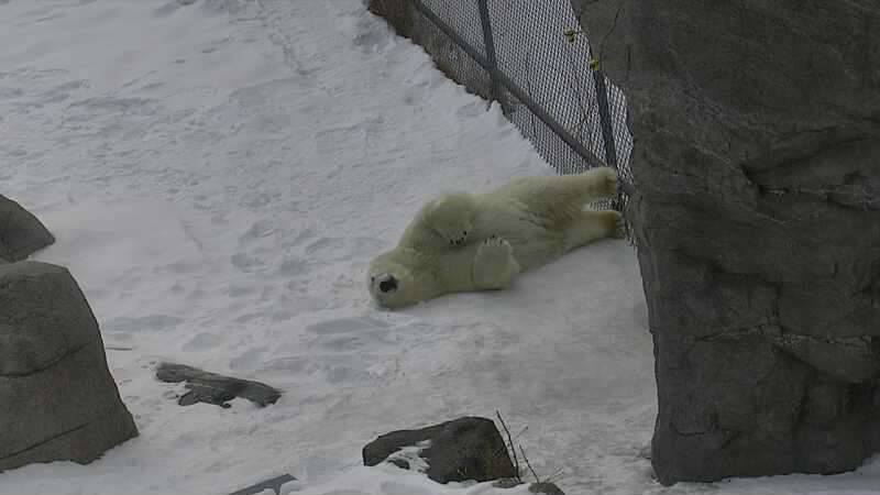 <who> Photo Credit: Cochrane Polar Bear Habitat