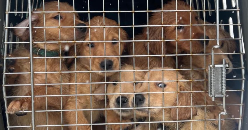 ‘Did the right thing for the dogs’: Breeder surrenders 21 golden ...