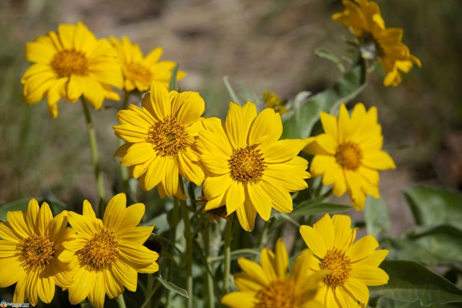 Kelowna's official flower in full bloom