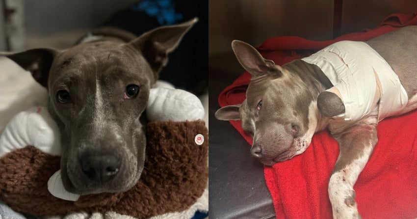 Dog found crying for help on remote BC highway has leg amputated