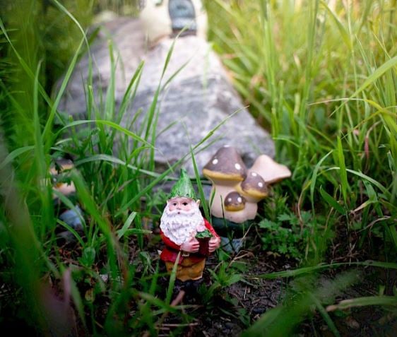 </who>Discover Silver Star on a self-guided Gnome Roam.