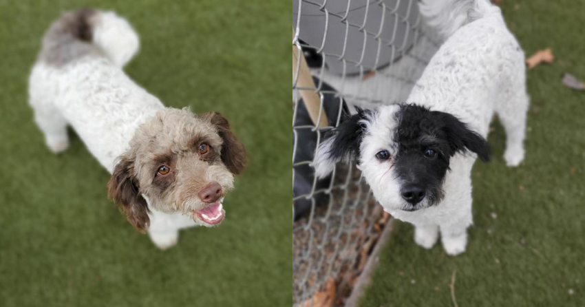 Furever Home Finder: Spencer & Wilson 