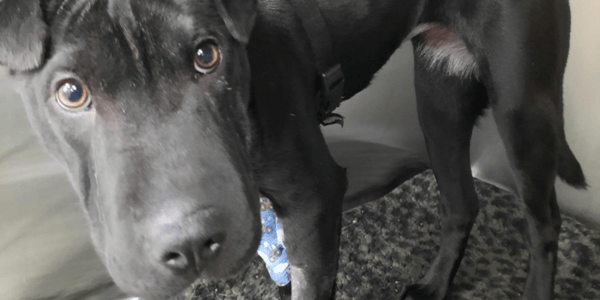 Okanagan Humane Society seeking funds to help 10 month old puppy
