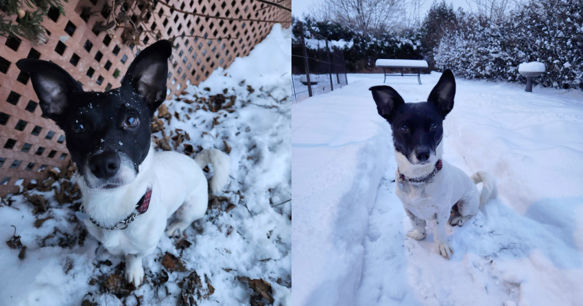 Furever Home Finder: Jac