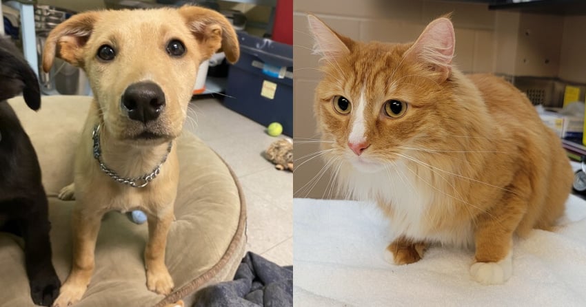 <who>Photo Credit: BC SPCA</who>Willow (L) and Weasley are both up for adoption through the Kelowna branch of the BC SPCA.
