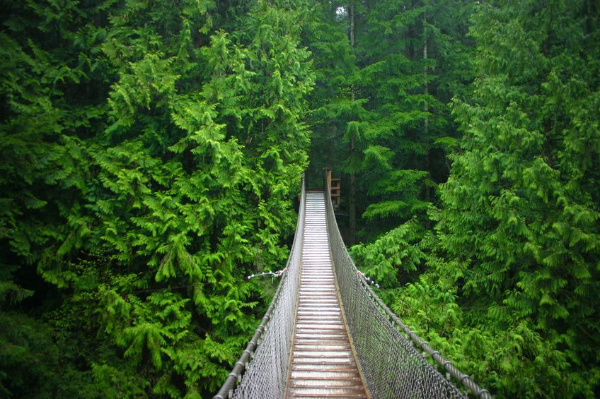 Experience a walk among the trees on the Capilano Suspension Bridge.