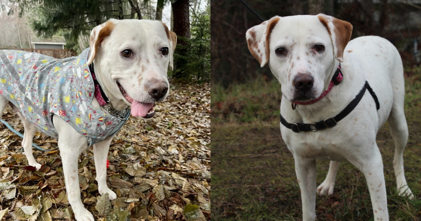 Furever Home Finder: Fresa