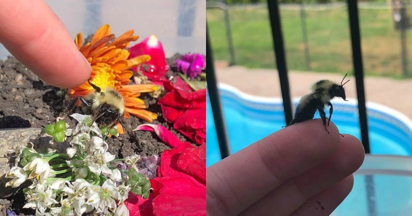 Sweeter than honey: Local woman bonds with wingless bee