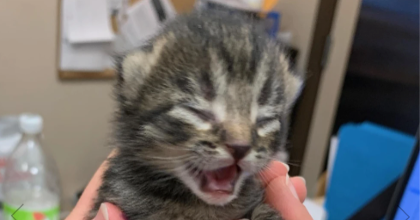 Orphaned kitten discovered alive in BC after being abandoned and left ...