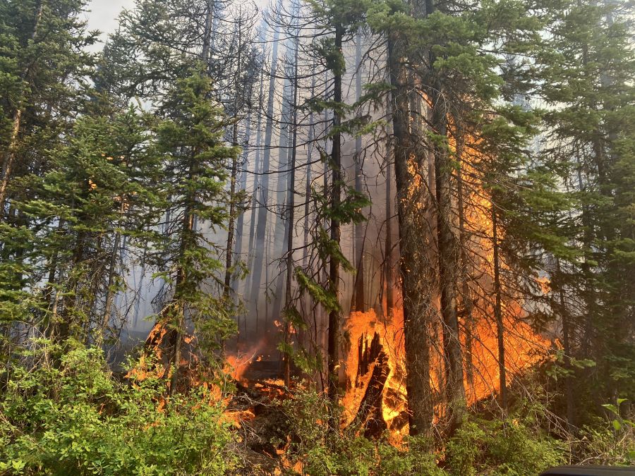 <who>Photo Credit: BC Wildfire Service</who>The Weasel Creek wildfire