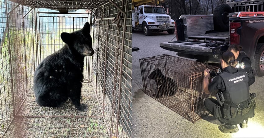 Orphaned bear cub recovering from burns suffered in Shuswap wildfire