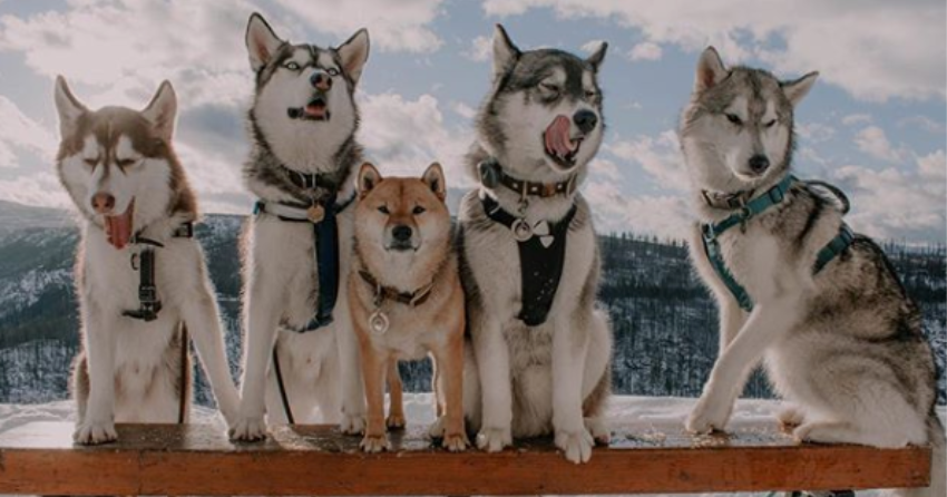 PHOTOS: Woof Wednesday Vol.5