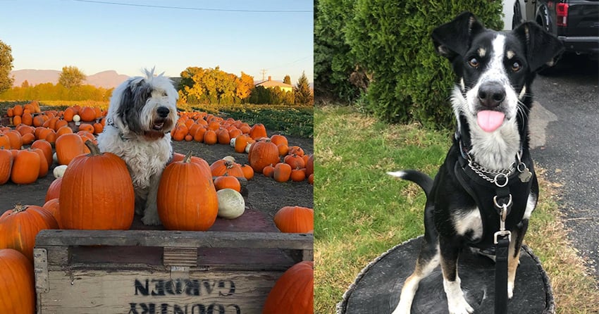 PHOTOS: Woof Wednesday Vol. 38