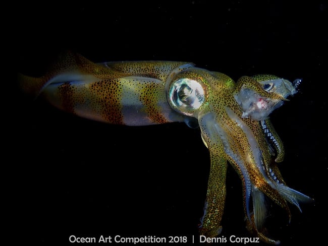 <who>Photo Credit: 2018 Ocean Art Underwater Photo Competition</who>