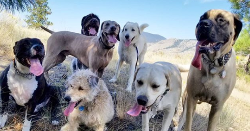 PHOTOS: Woof Wednesday in Kamloops Vol.27