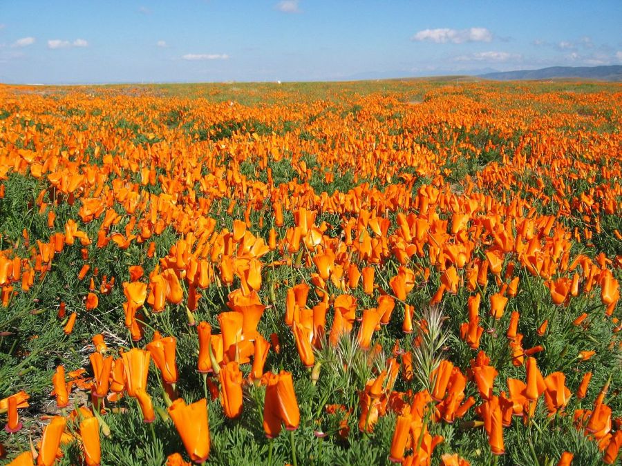 <who>Photo Credit: Wikipedia</who>Golden Poppies (or the California Poppy)