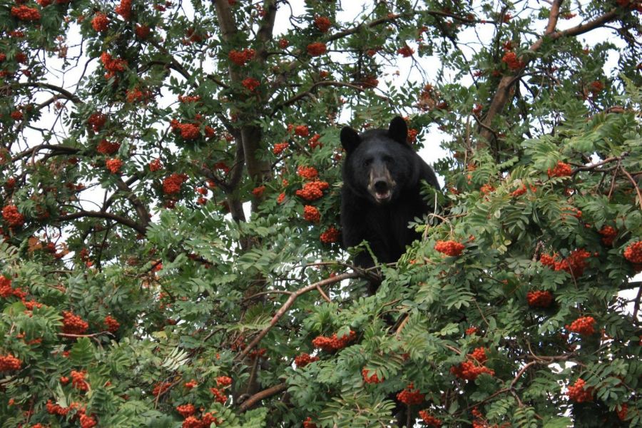 <who>Photo Credit: WildSafeBC</who>Black Bear in a tree