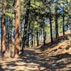 Wildfire mitigation work planned for Shannon Lake Regional Park this week