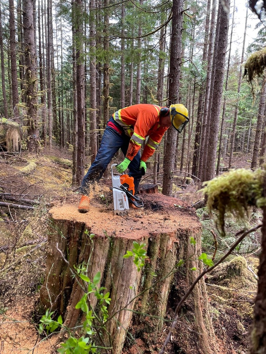 Logging took the trees that bears called home. The Haida Nation is ...