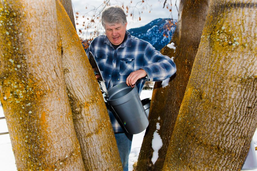Roch Fortin checks out a tapped tree