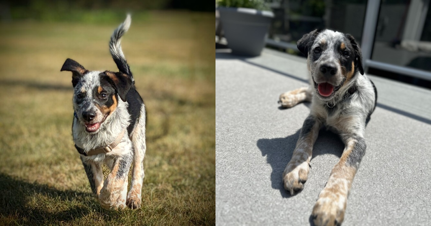 Furever Home Finder: Cody Jones