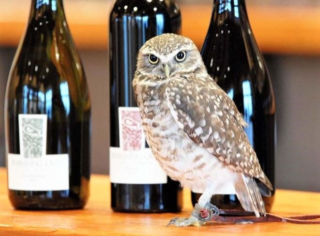 </who>Burrowing Owl Guest House, right beside the winery, is nominated.