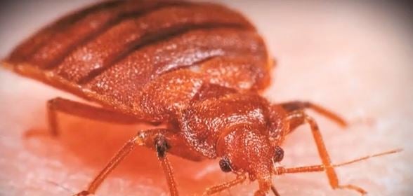 Return from Vacation with Souvenirs, Not Bedbugs