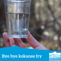 Bye bye kokanee fry