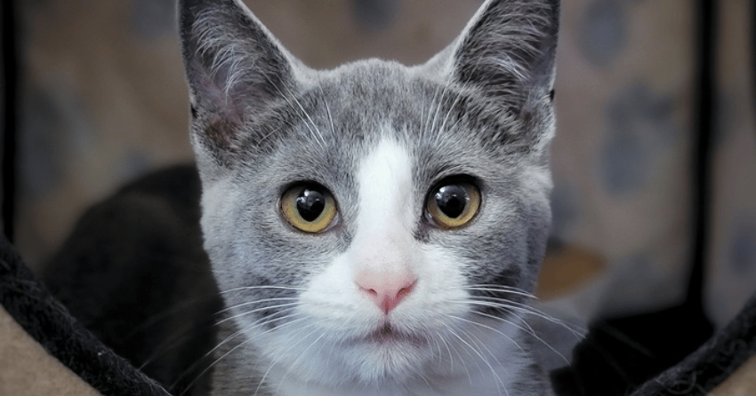 Furever Home Finder: Matcha