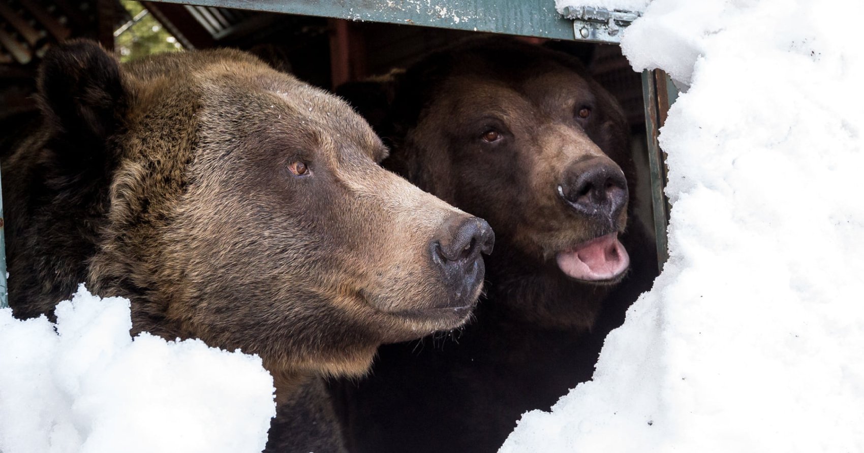 PHOTOS: Grouse Mountain grizzly bears wake up from their longest hibernation ever