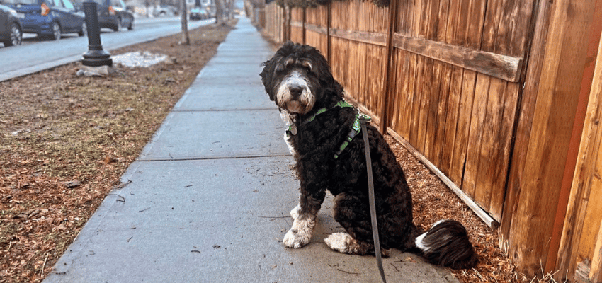Introducing Odie, the latest Pet Of The Week!