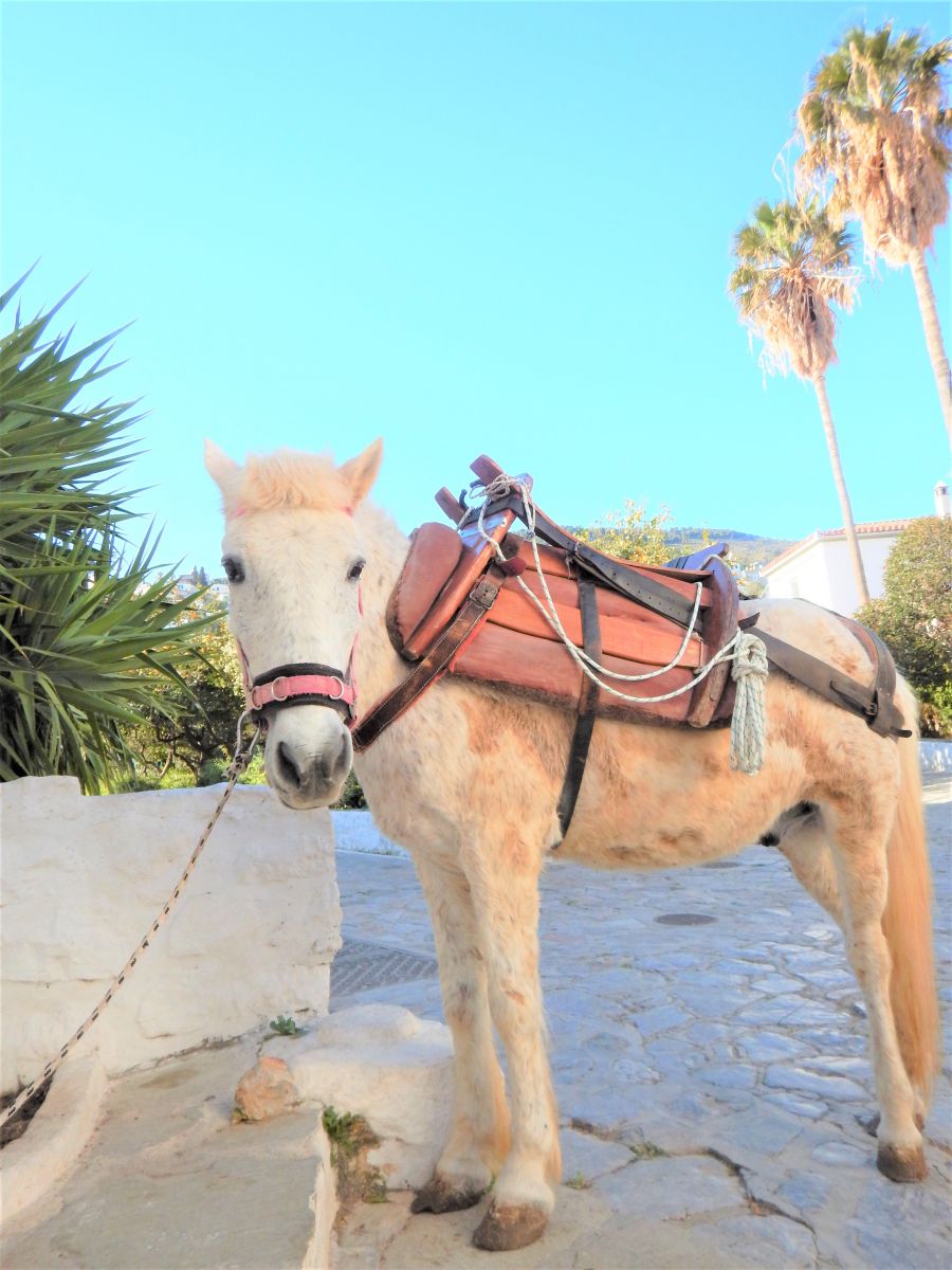 </who>Actually, Hydra's donkeys are just as likely to be a mule or small horse.