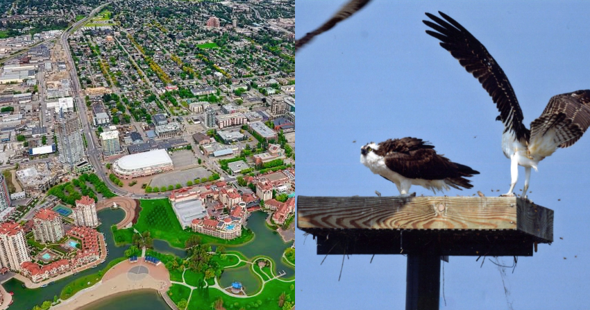 Wildlife non-profit endorses 5 Kelowna election candidates, urges ‘more balanced approach to development’