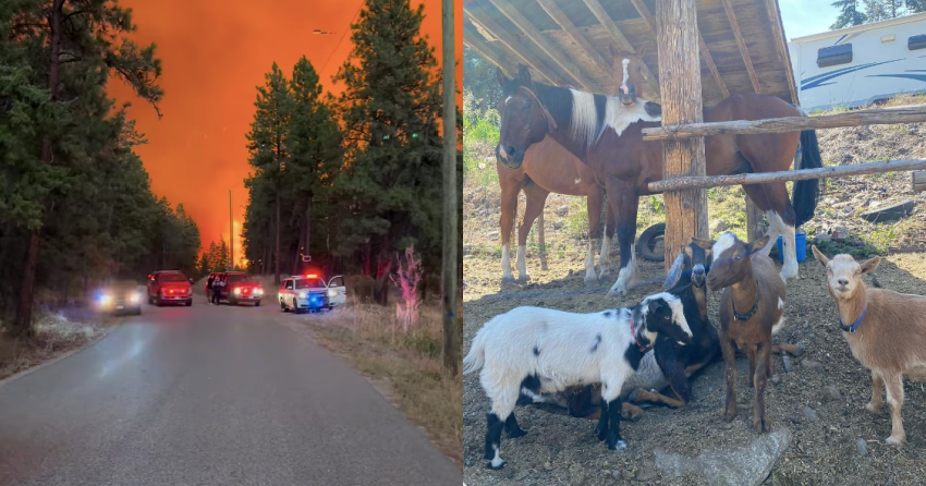 ‘It’s gone’: Ranch in West Kelowna destroyed by wildfire, most animals ...