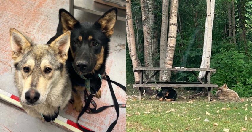 Huskies with porcupine quills in their faces abandoned outside BC SPCA